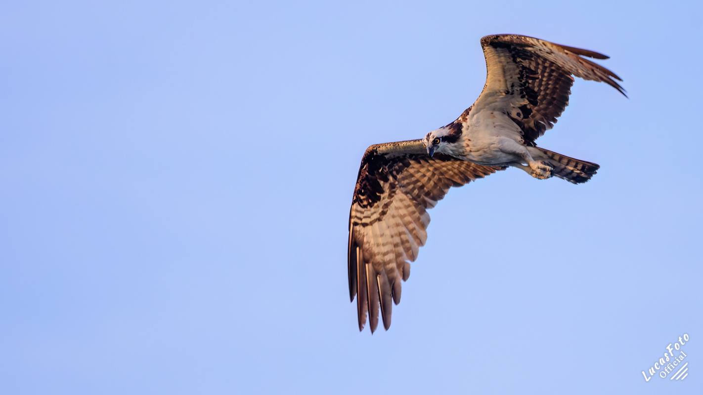Osprey