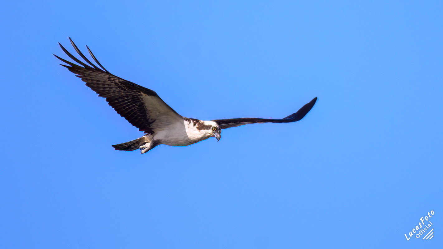 Osprey