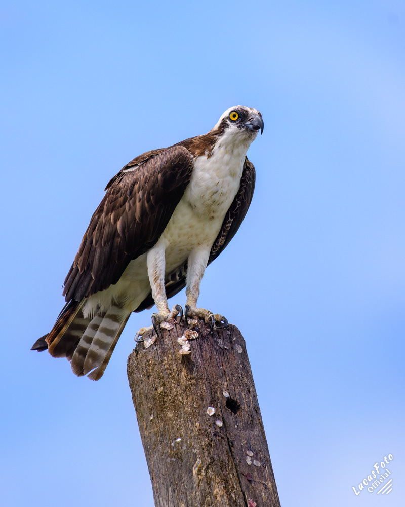 Osprey