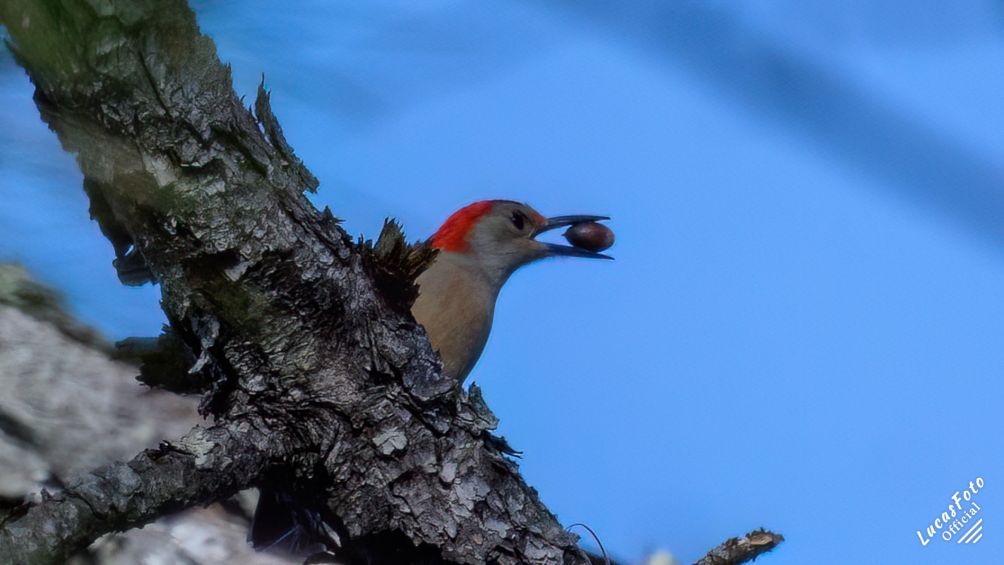 Red-bellied Woodpecker