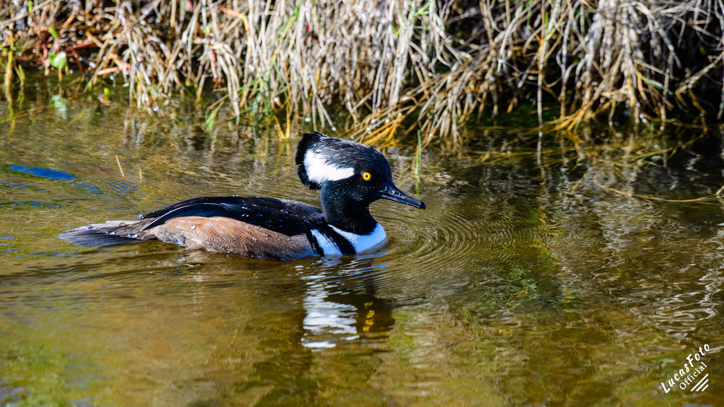 Hooded Merganser