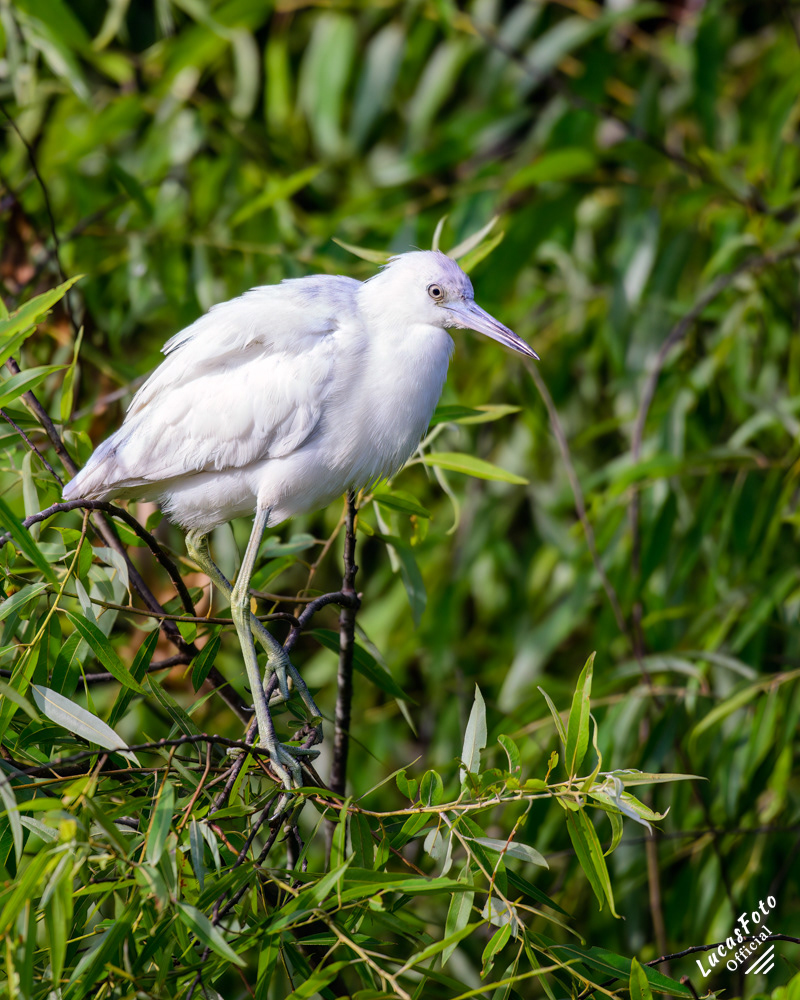 Little Blue Heron