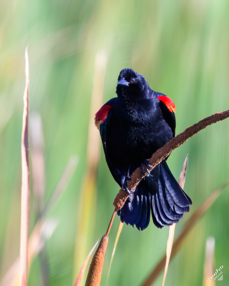 Red-winged Blackbird