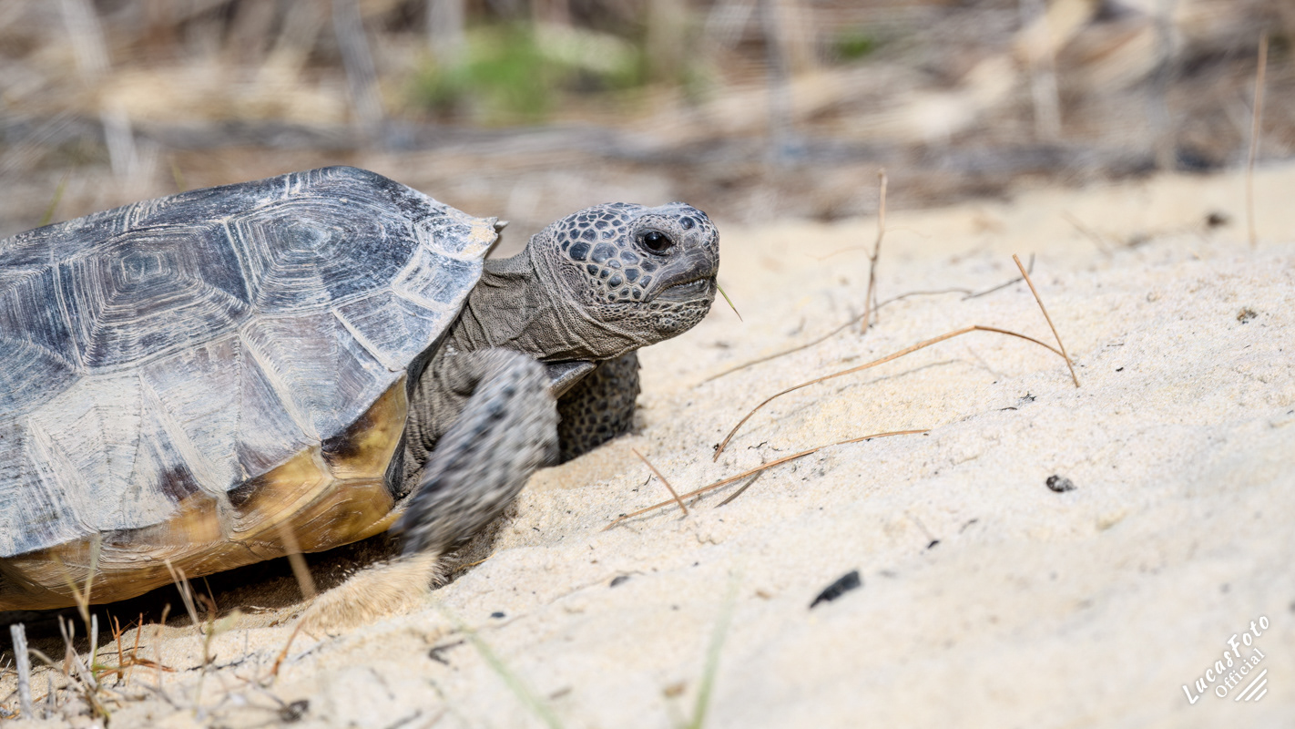 Gopher tortoise