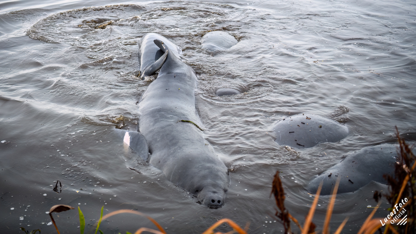 Manatee Mating Ball/Herd