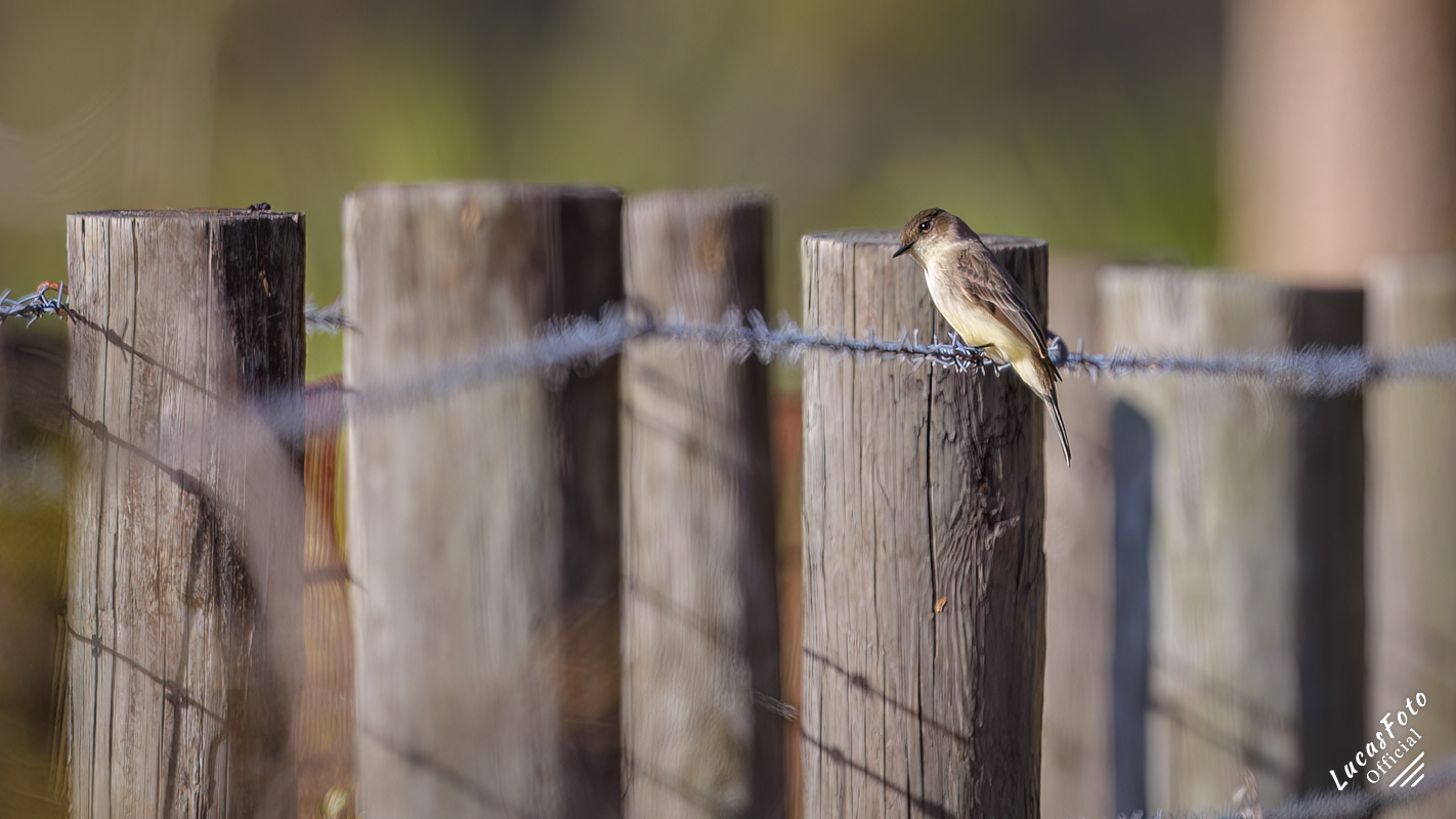 Eastern Phoebe