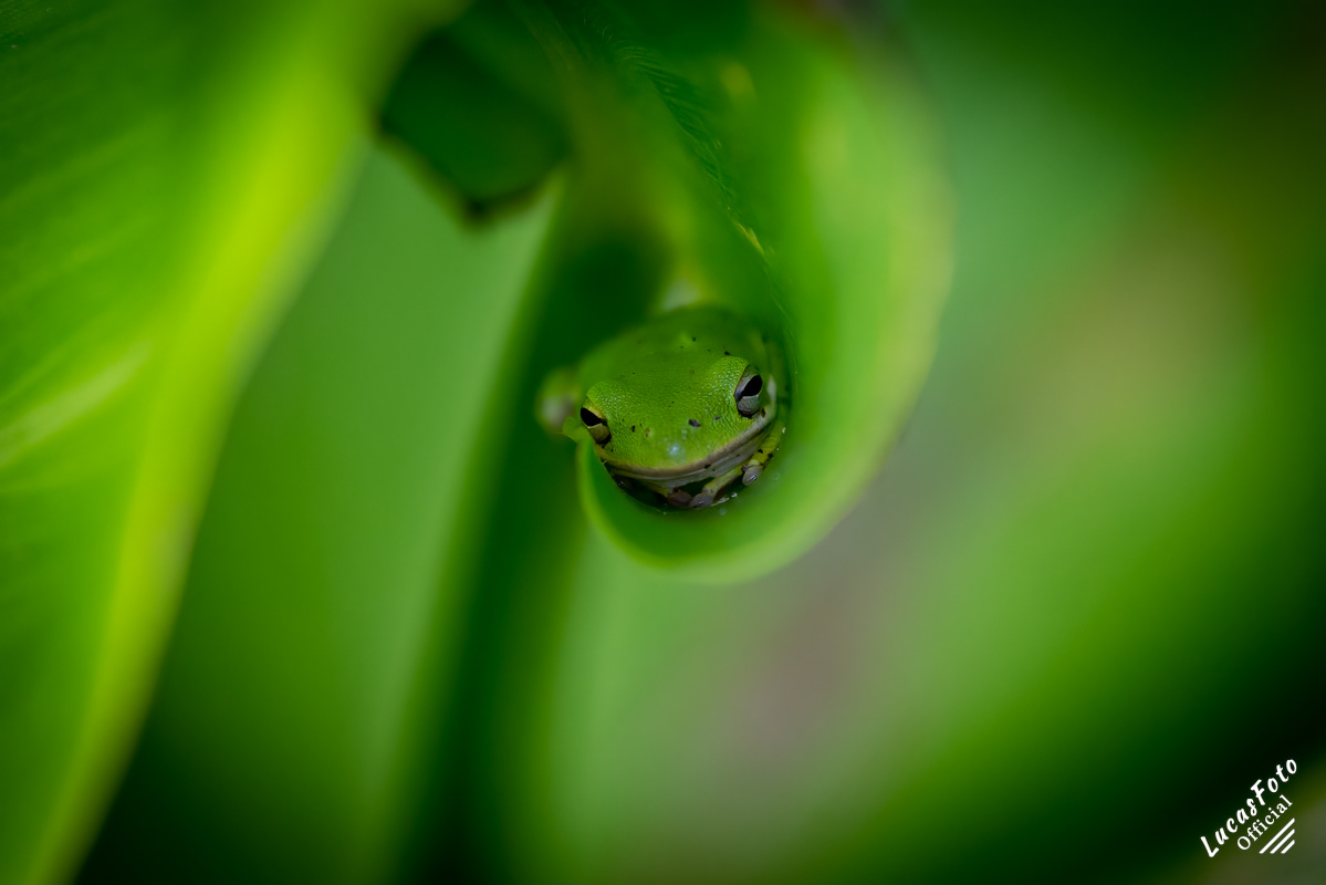 Green Treefrog