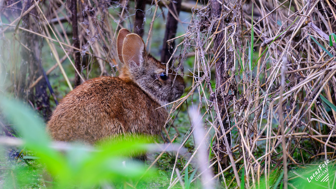 Marsh Rabbit