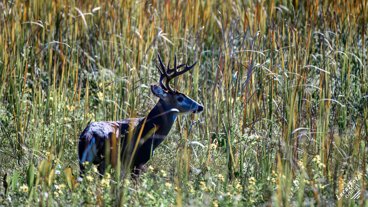 Whitetail