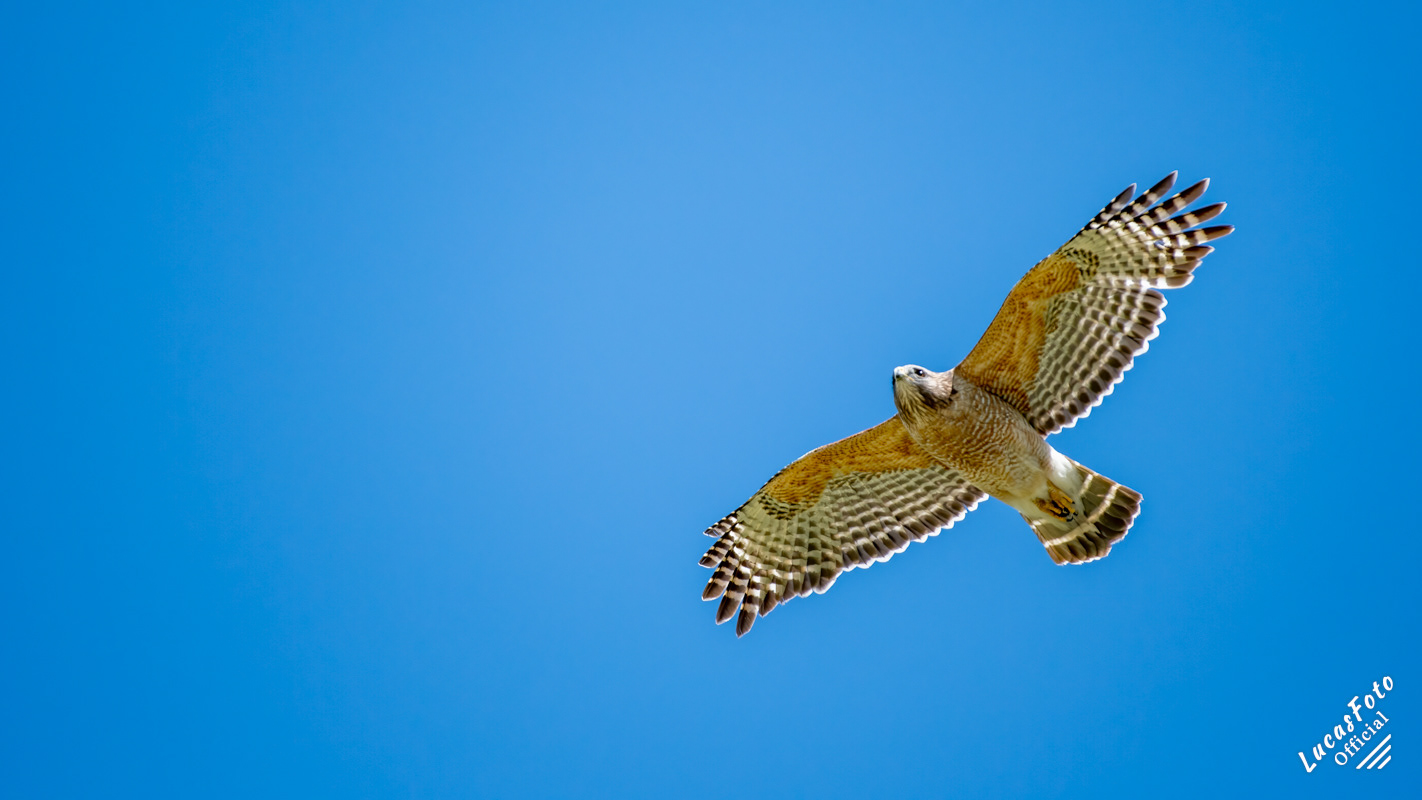Red-shouldered Hawk