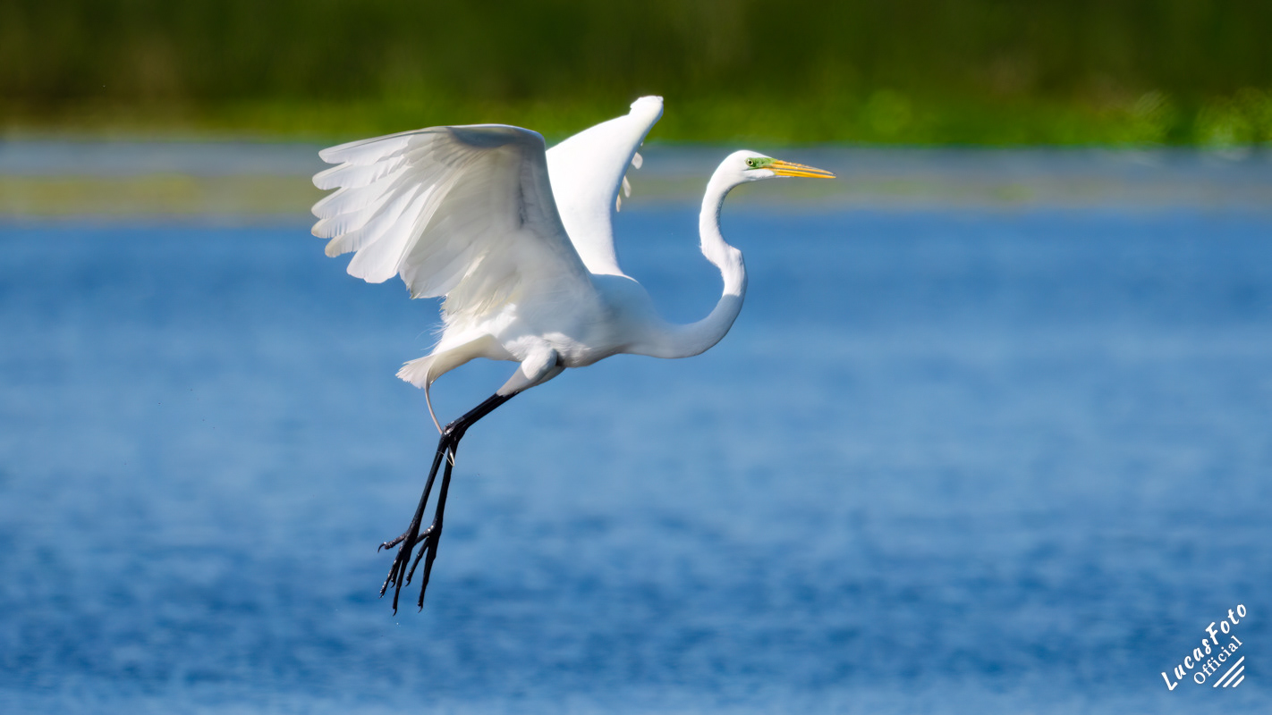 Great Egret