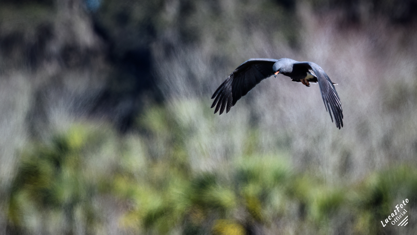Snail Kite
