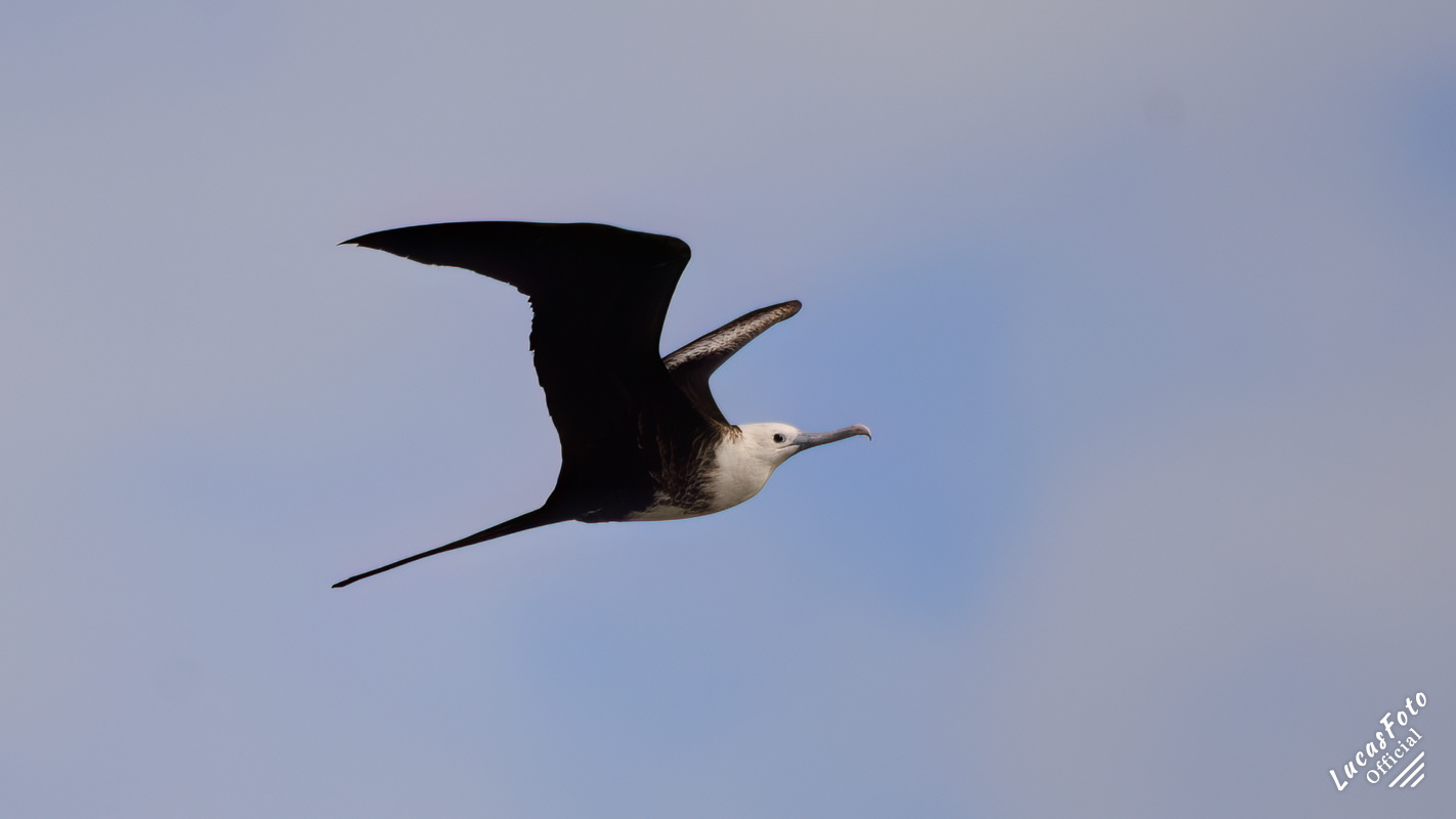 Magnificent Frigatebird