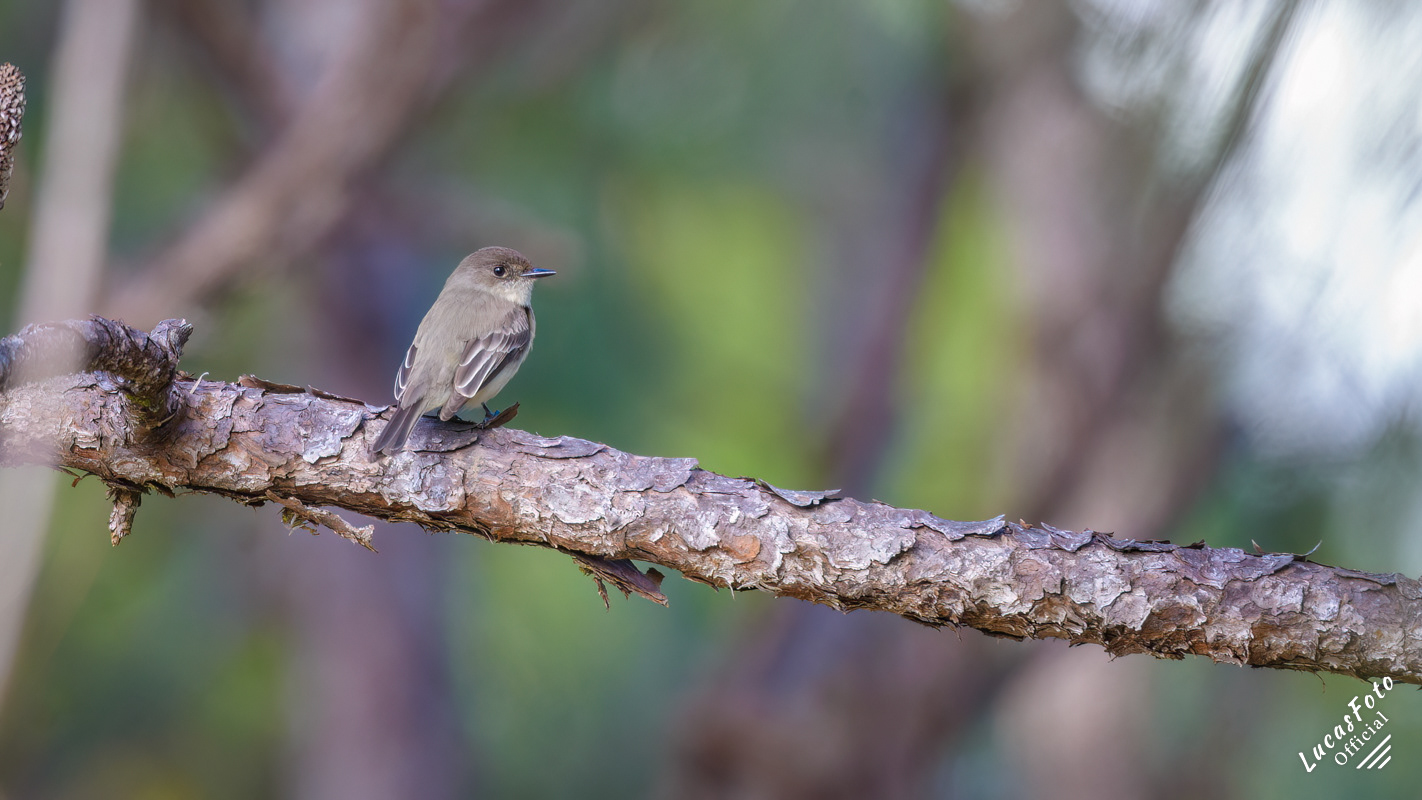 Eastern Phoebe