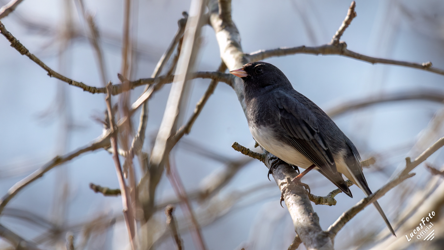 Dark-eyed Junco