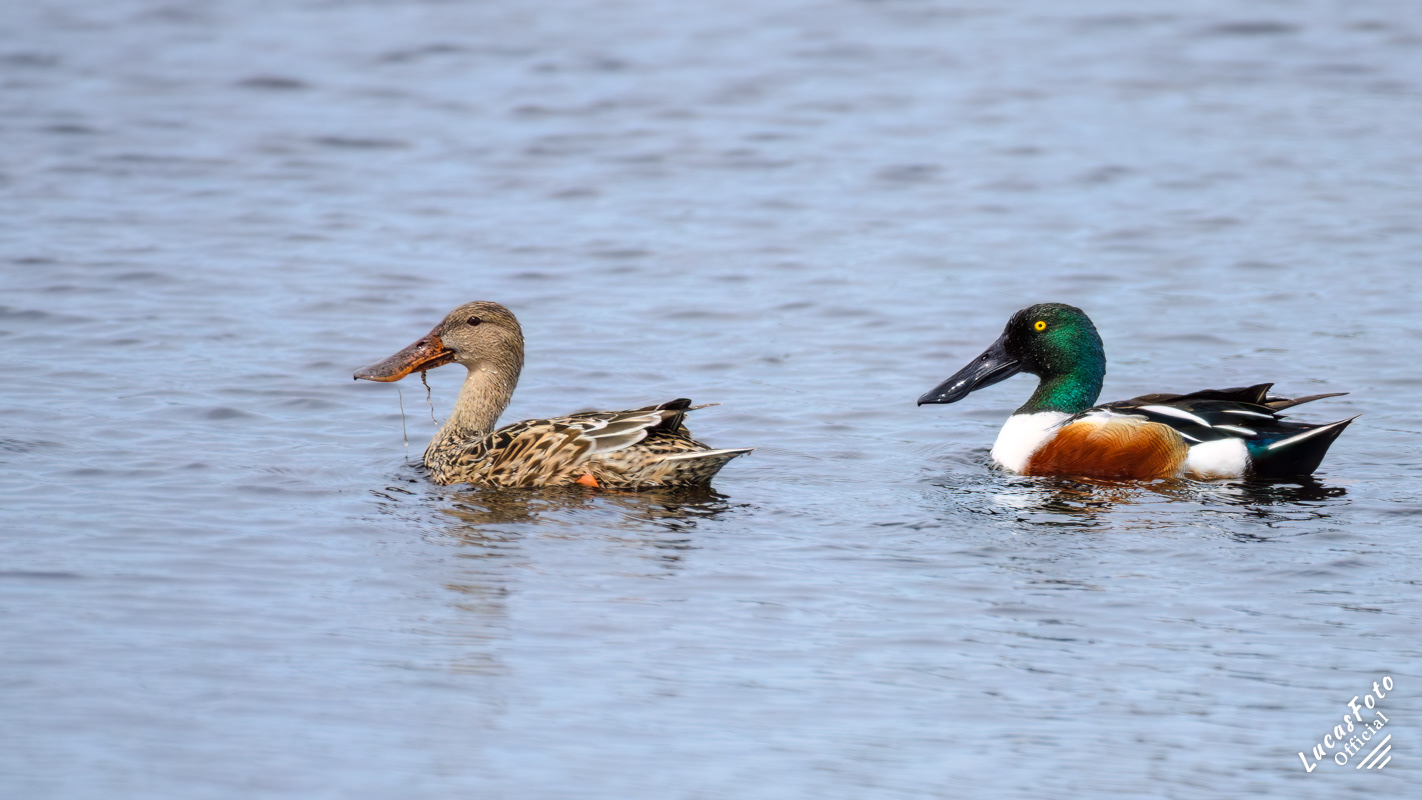 Northern Shoveler