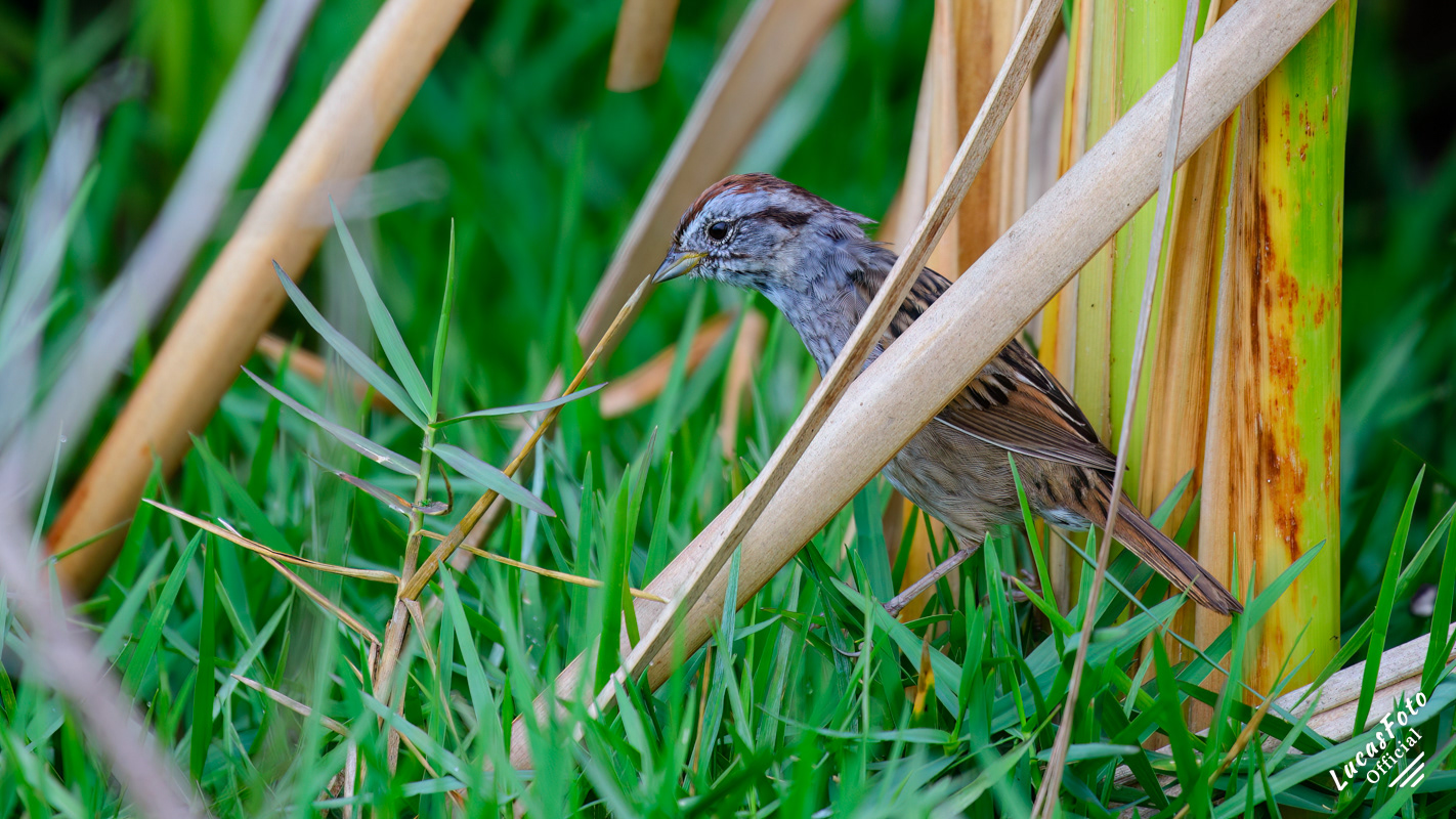 Swamp Sparrow