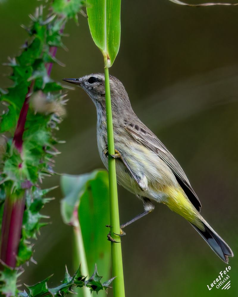 Palm Warbler