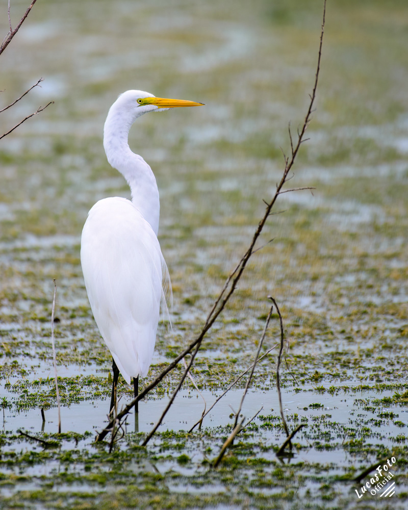 Great Egret