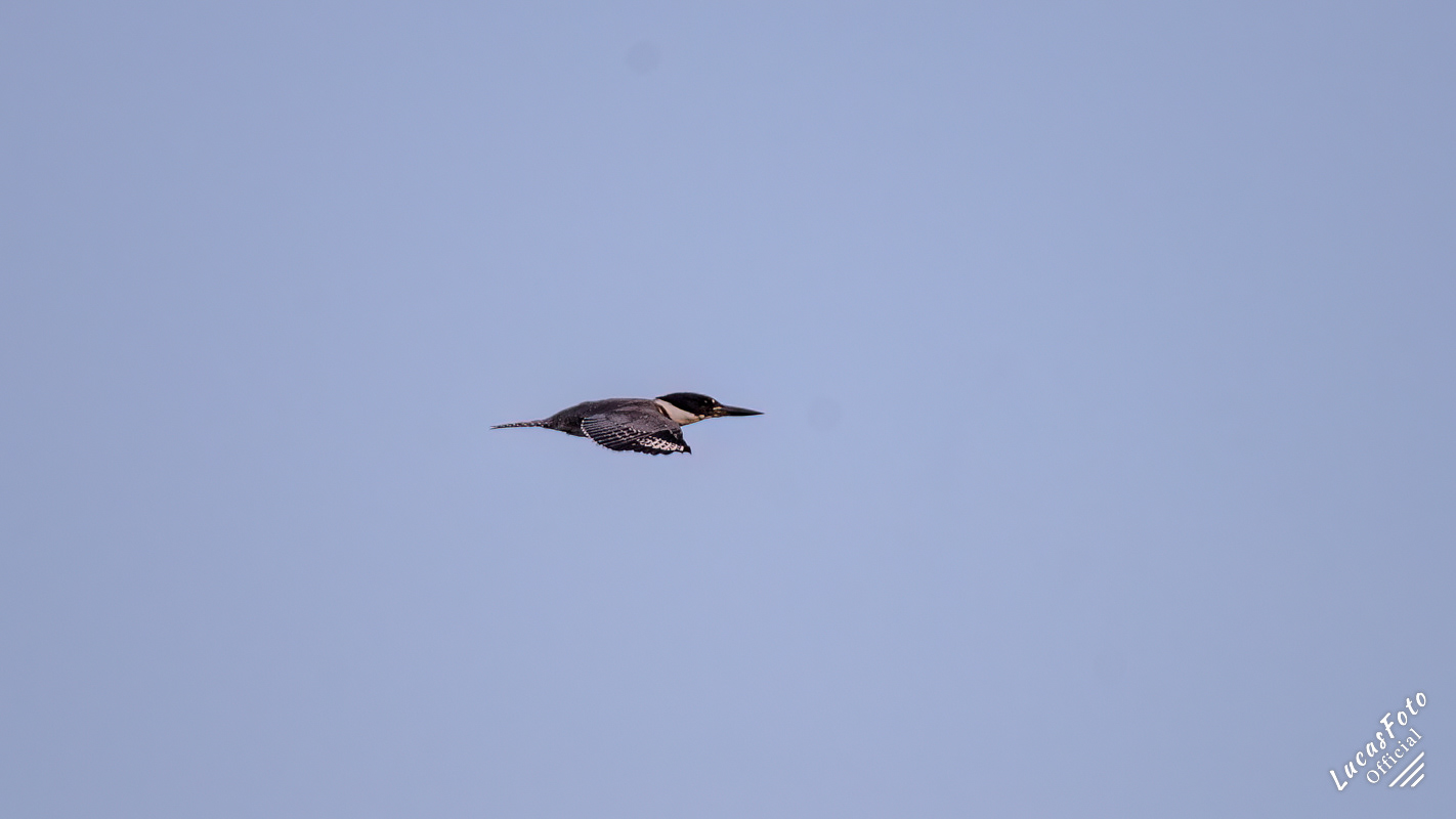 Belted Kingfisher