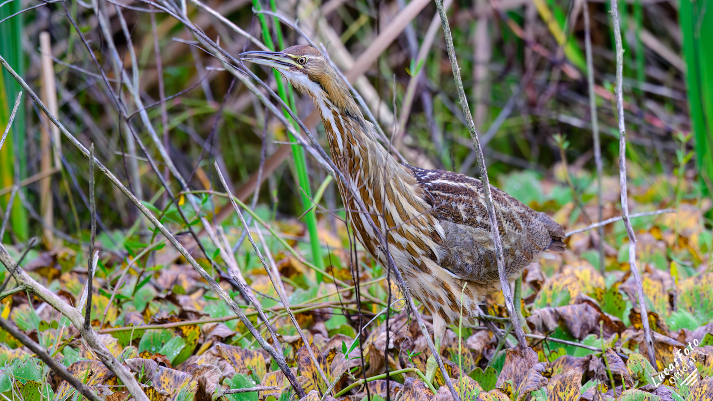 American Bittern