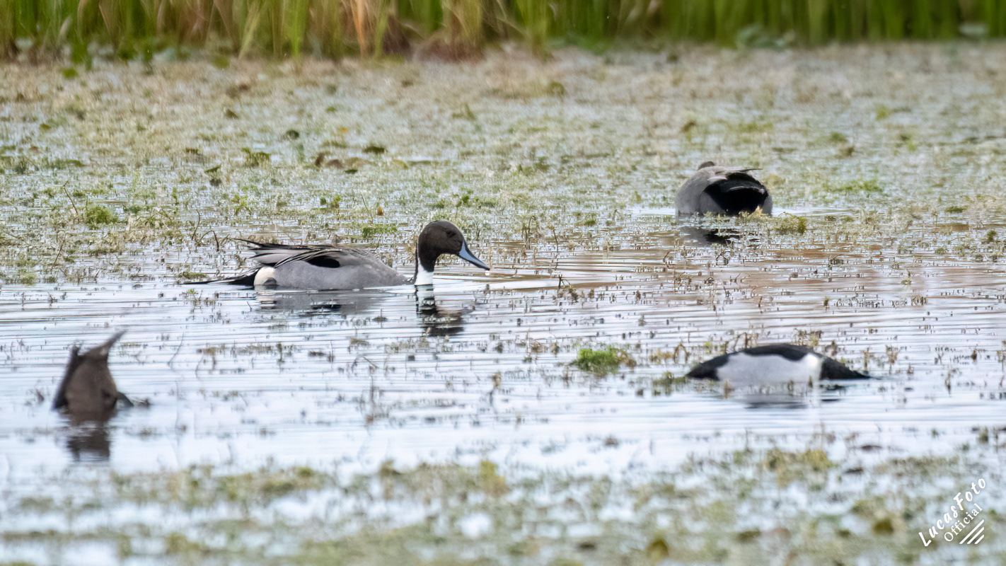 Northern Pintail