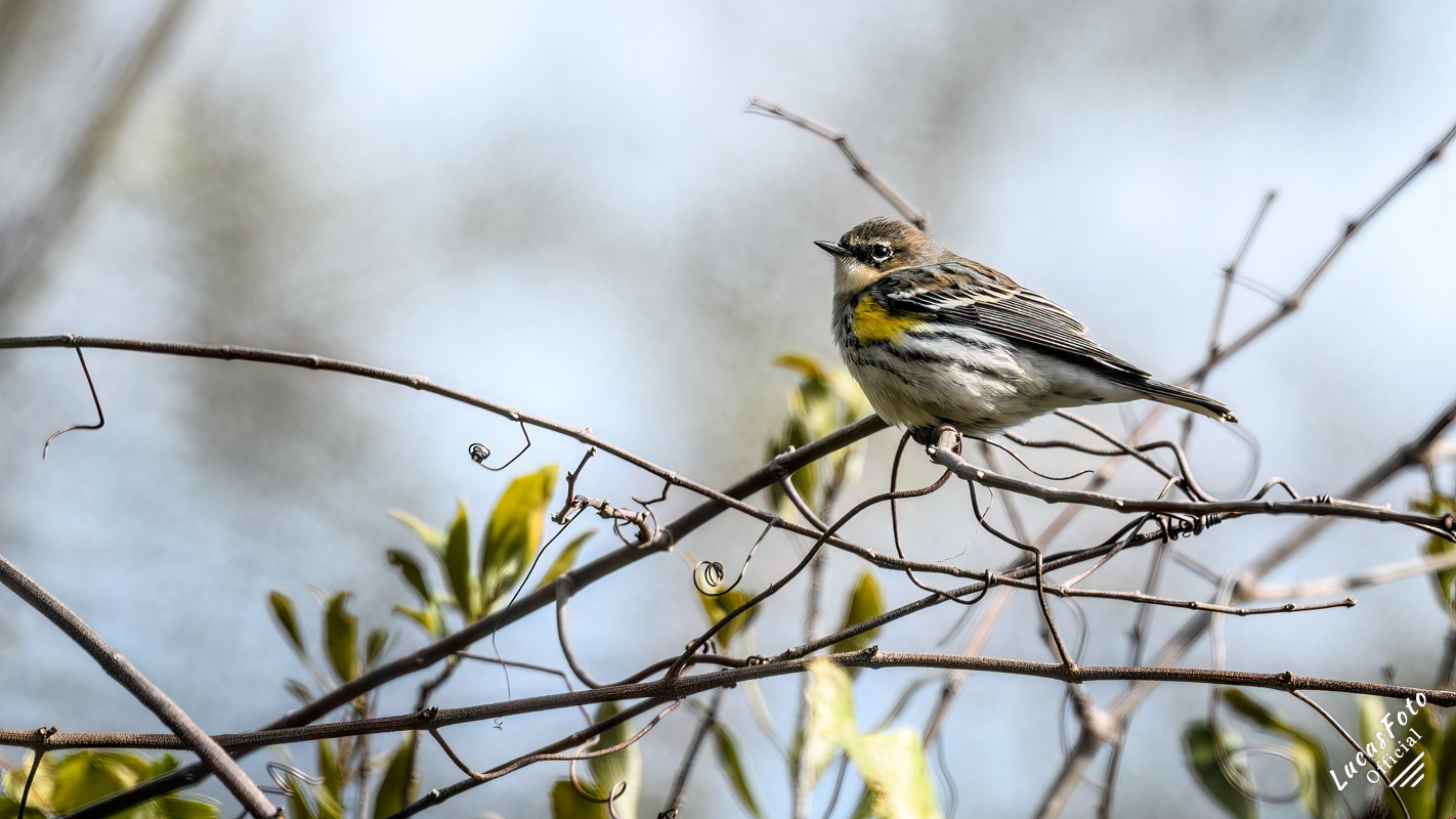 Yellow-rumped Warbler