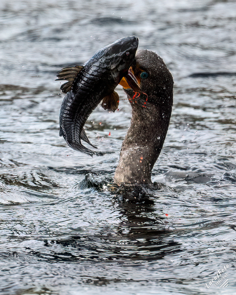 Double-crested Cormorant