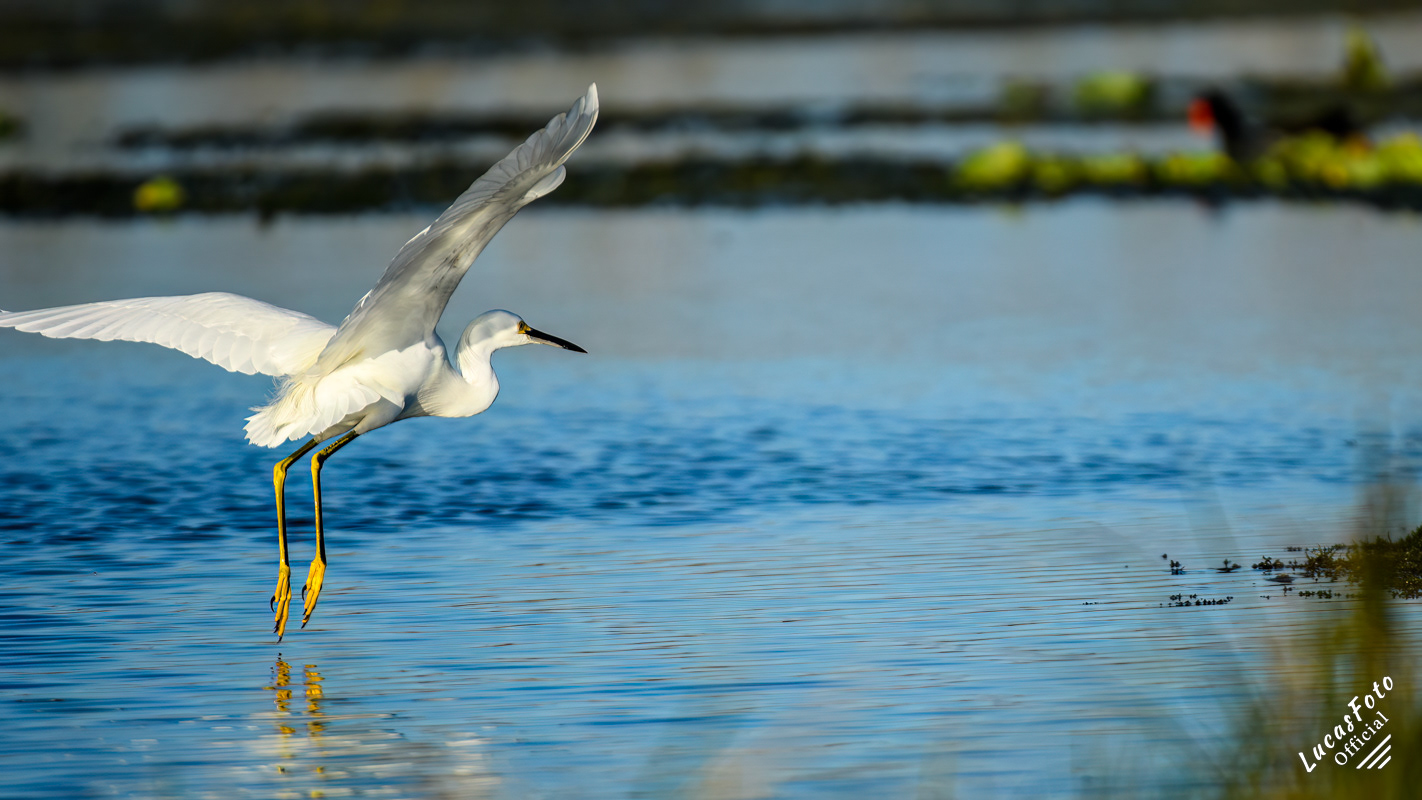 Snowy Egret