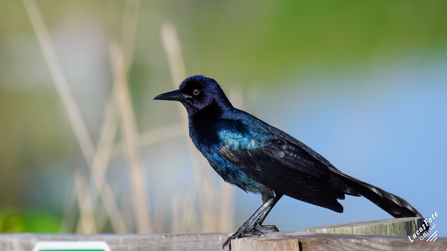 Boat-tailed Grackle