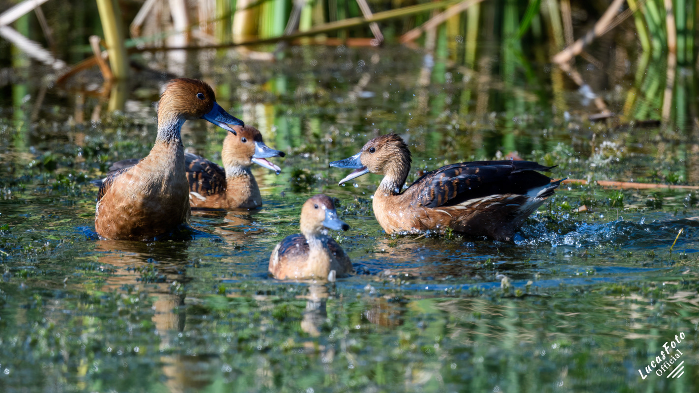 Fulvous Whistling-Duck