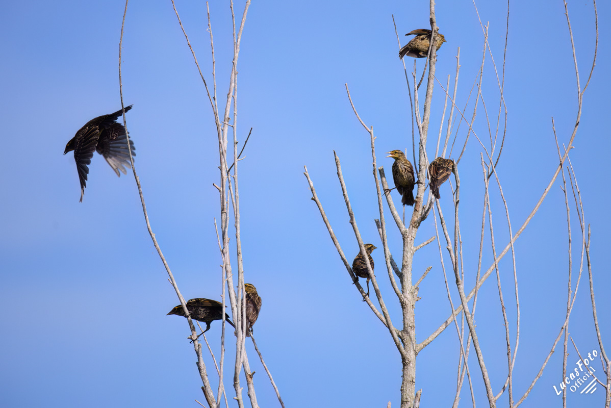 Red-winged Blackbird