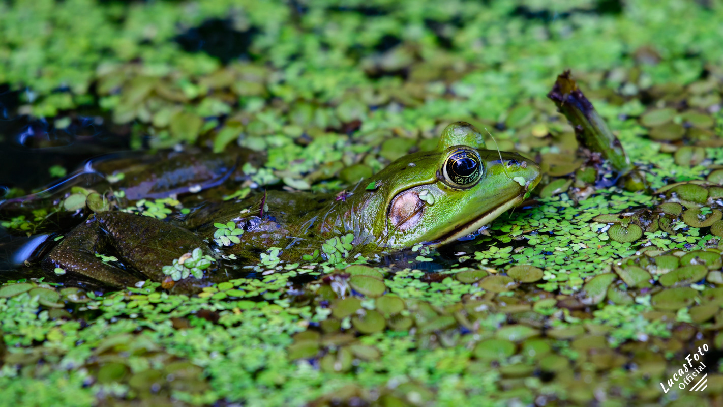 American Bullfrog