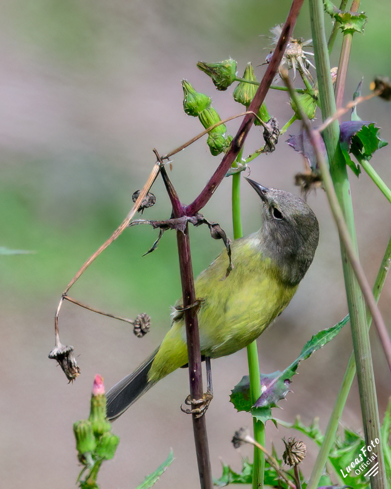 Orange-crowned Warbler