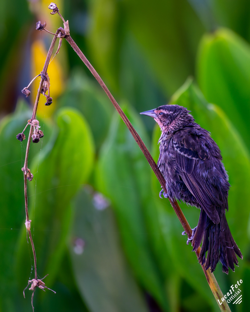 Red-winged Blackbird