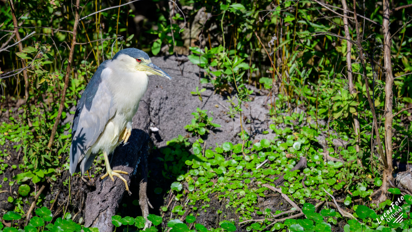 Black-crowned Night Heron