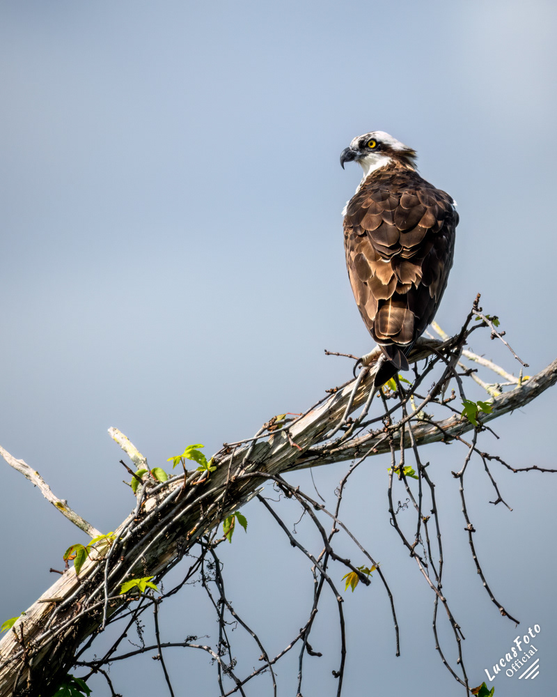 Osprey