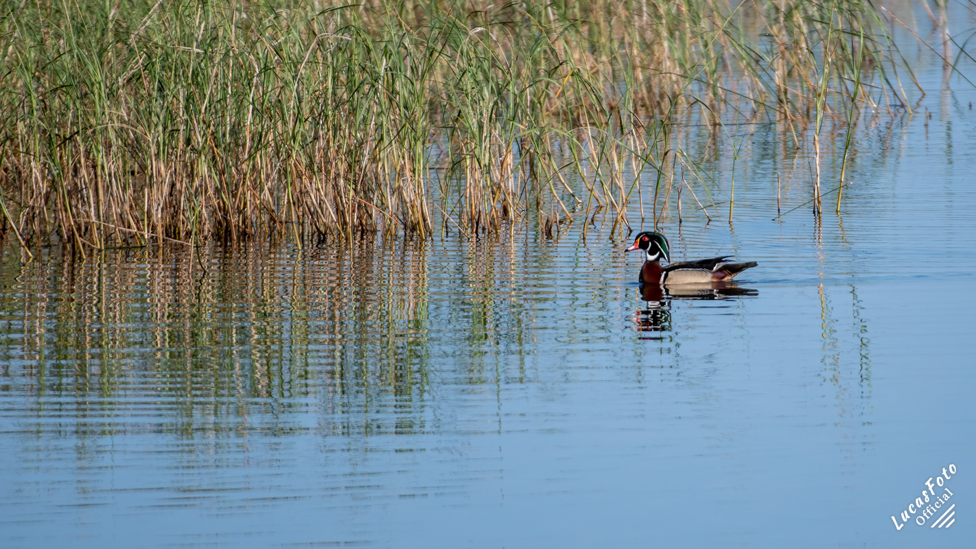Wood Duck