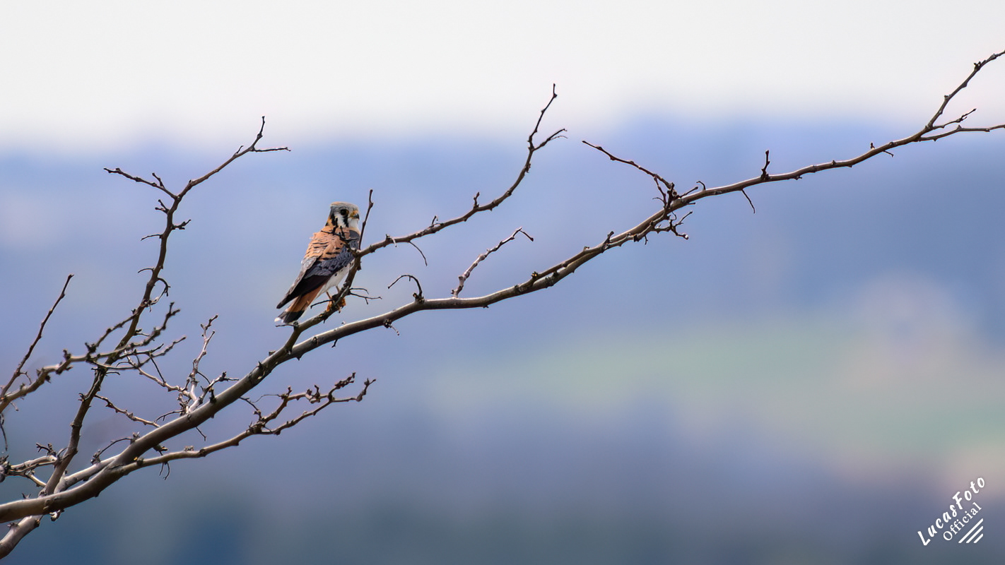 American Kestrel