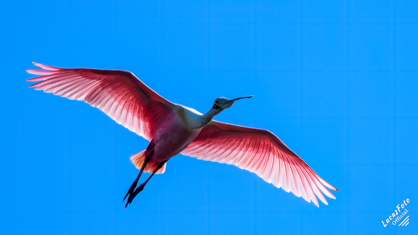 Roseate Spoonbill