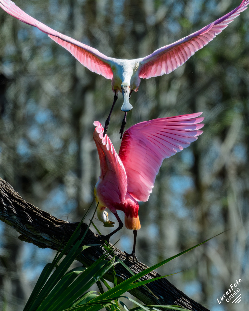 Roseate Spoonbill