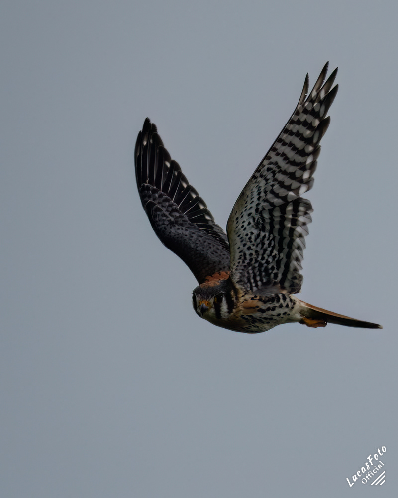 American Kestrel