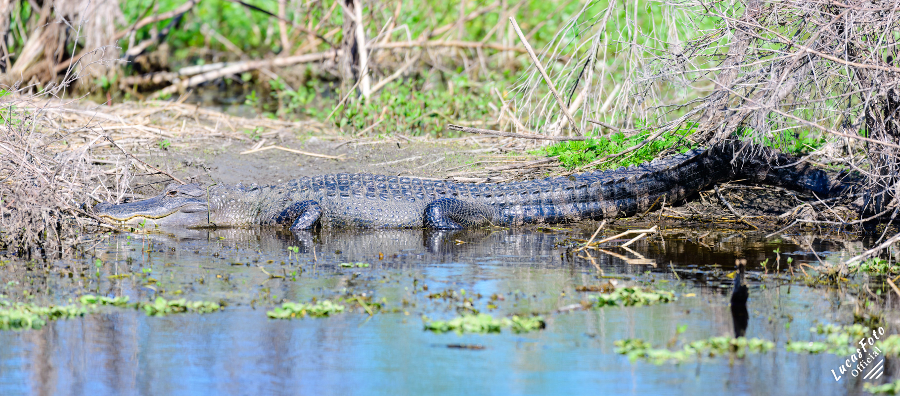 Alligator