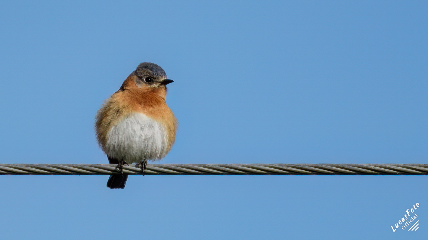 Eastern Bluebird