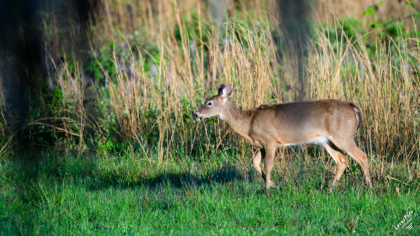 Whitetail