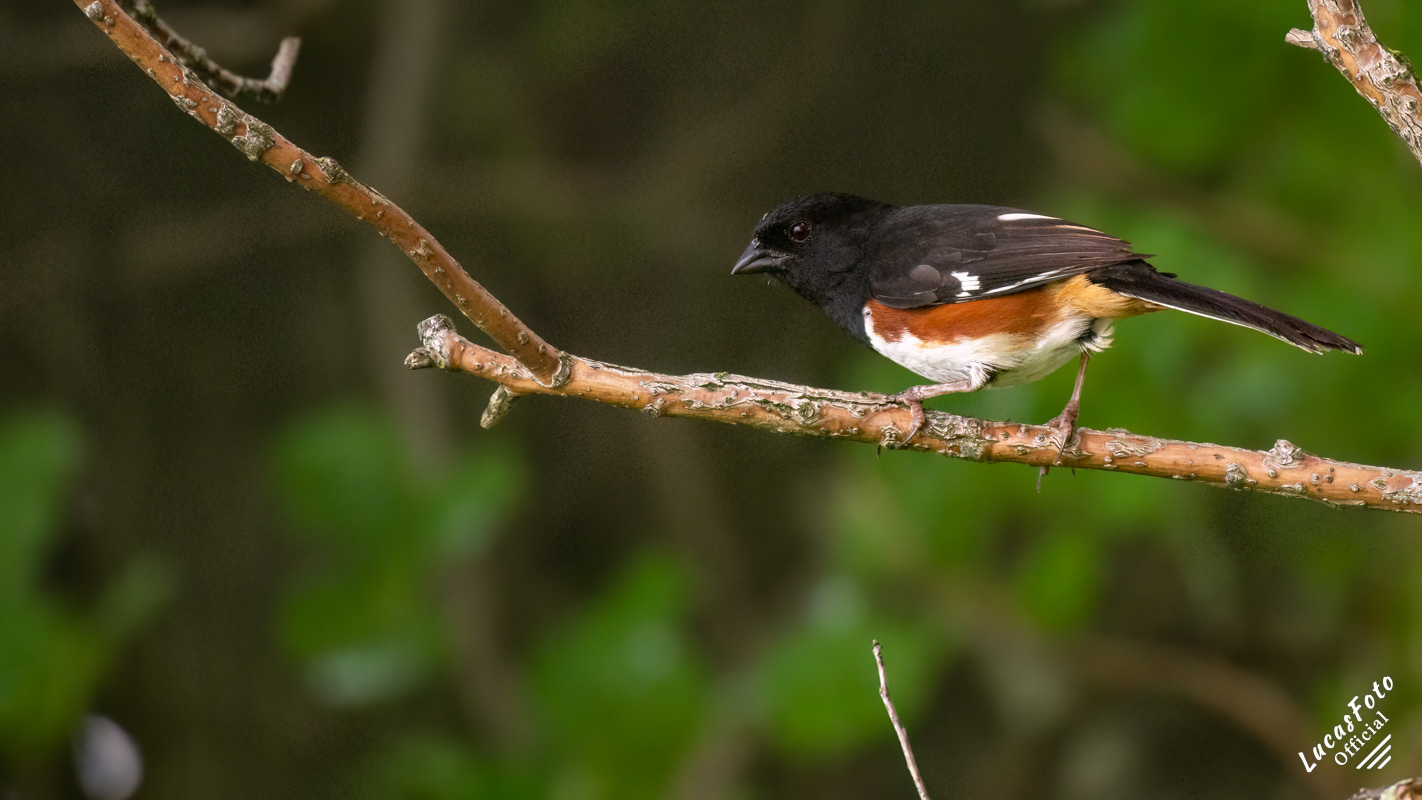 Eastern Towhee