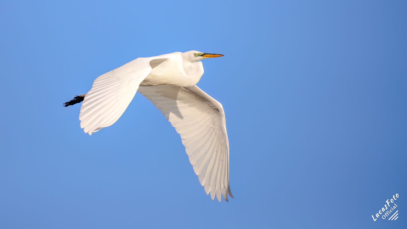 Great Egret