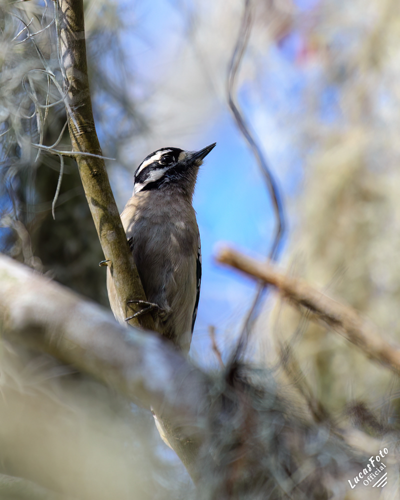 Downy Woodpecker