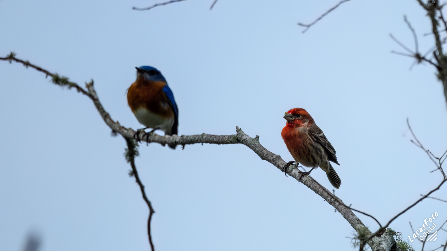 Eastern Bluebird / House Finch