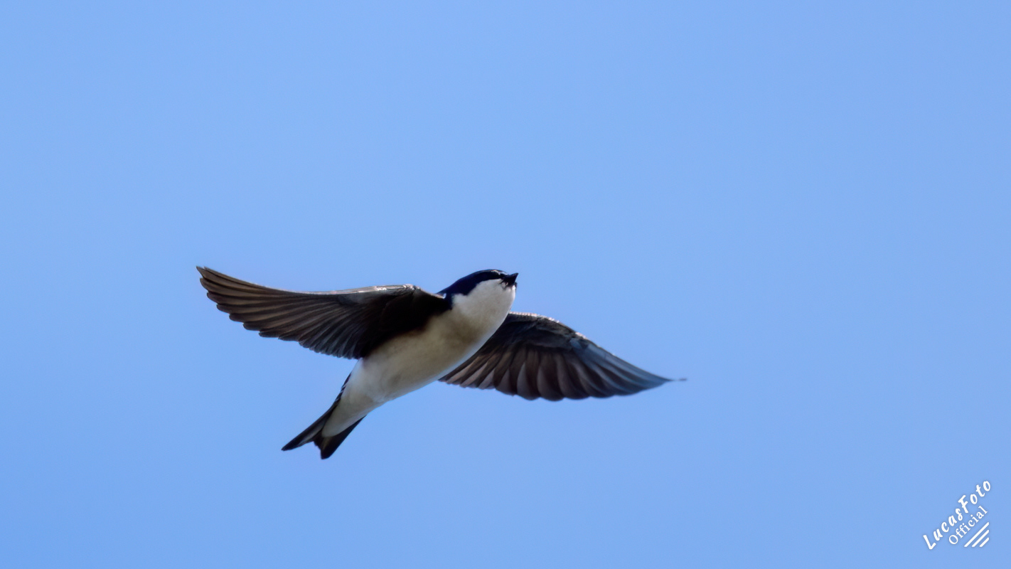 Tree Swallow